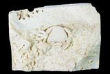 Fossil Crab (Potamon) Preserved in Travertine - Turkey #145054-1